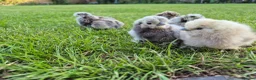 Chickens poultry for sale: Silkie chicks & hatching eggs - Advert 1