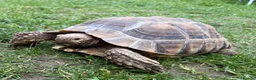 Tortoise reptiles for sale: Male Sulcata  - Advert 1