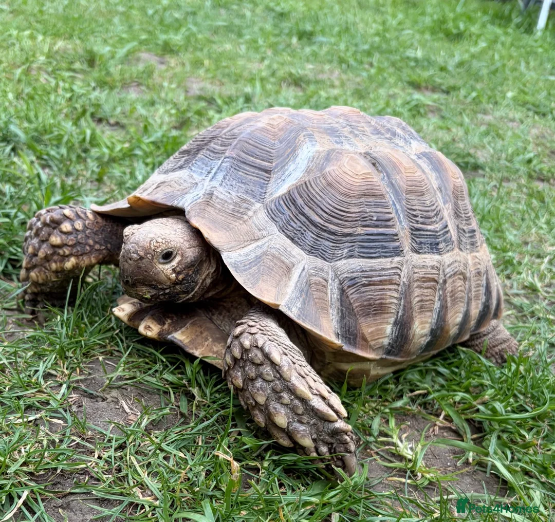 Tortoise reptiles for sale: Male Sulcata  - Advert 1