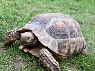 Tortoise reptiles Male Sulcata - Advert 9