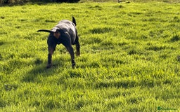 Dobermann dogs for stud: Dobermann Stud KC  - Image 2