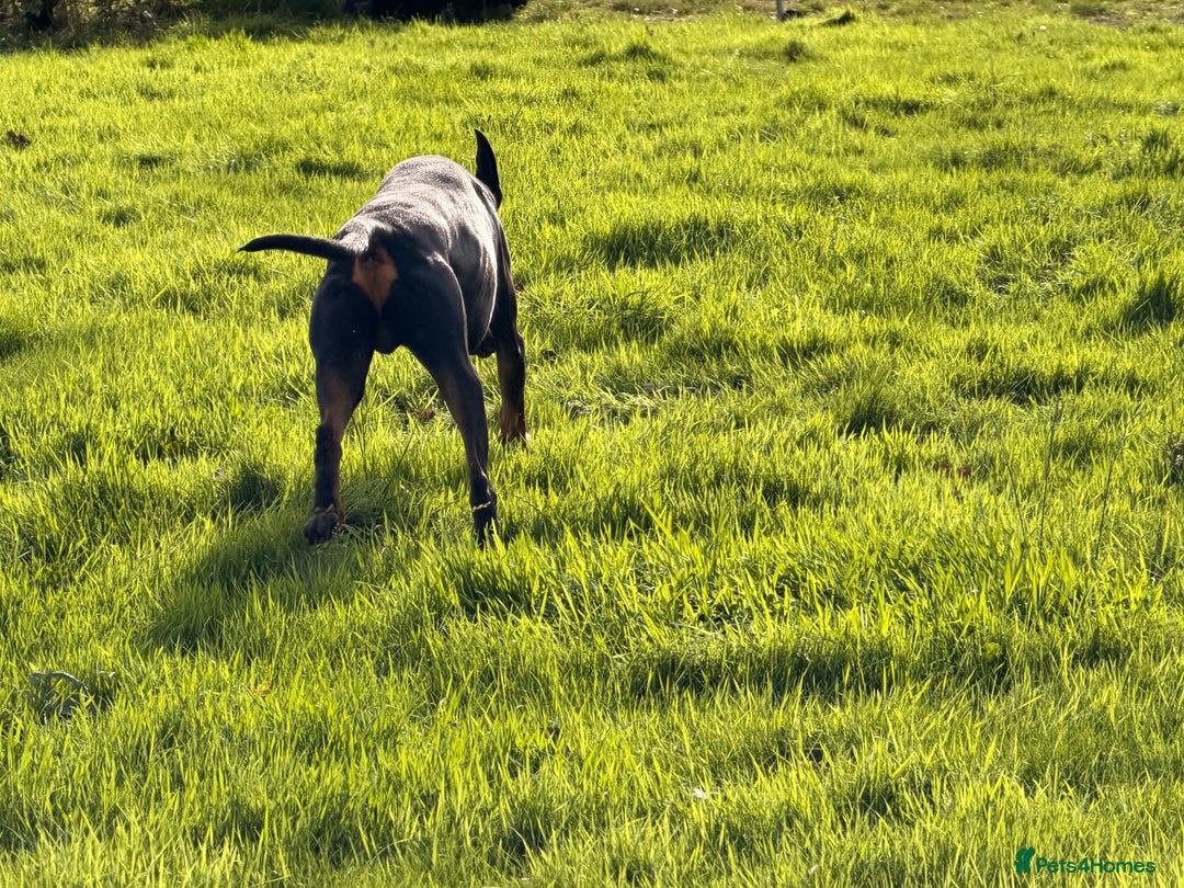 Dobermann dogs for stud: Dobermann Stud KC  - Image 2