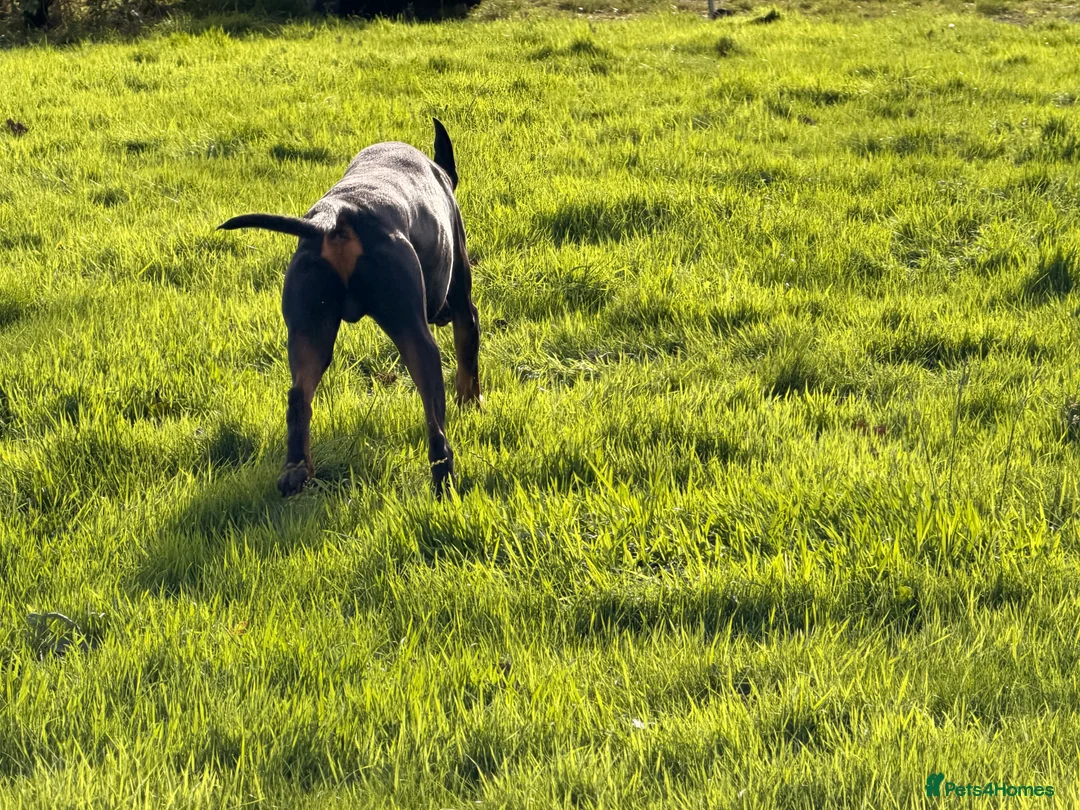 Dobermann dogs for stud: Dobermann Stud KC  - Advert 2