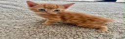 Mixed Breed cats for sale: 5 beautiful kittens for sale 🖤🧡  - Advert 2