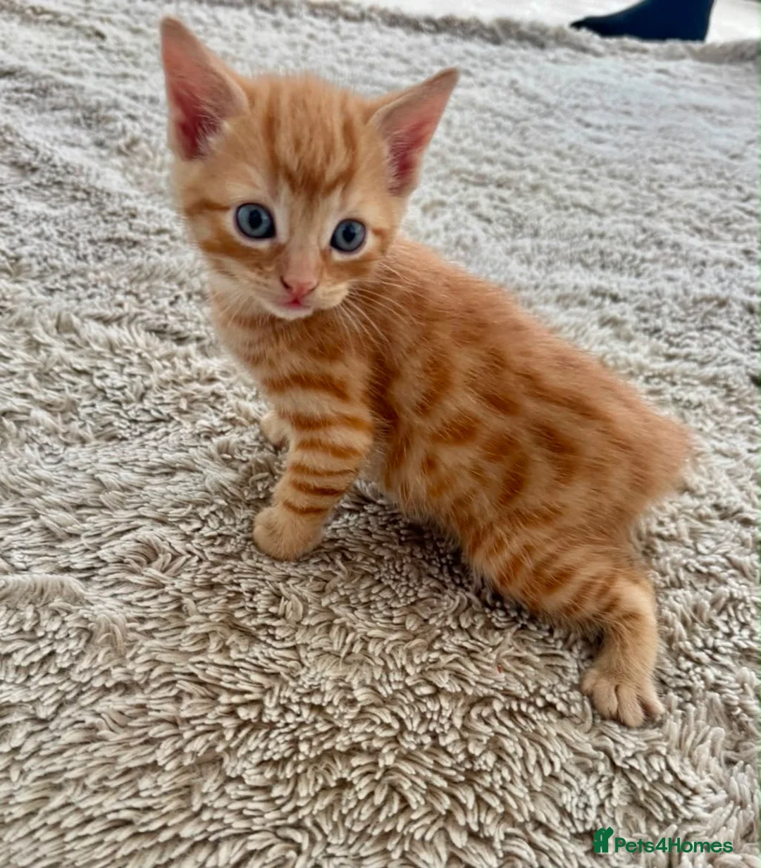 Mixed Breed cats for sale: 5 beautiful kittens for sale 🖤🧡  - Advert 2