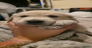 Golden Retriever dogs - Advert 1