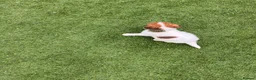 Jack Russell dogs for sale: 7 beautiful jack Russel puppies for sale - Advert 23