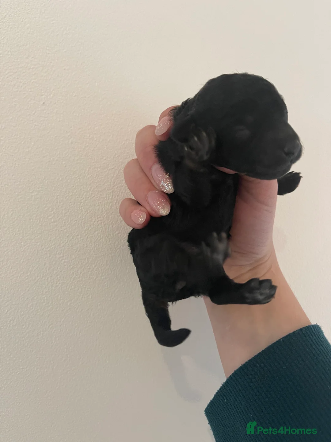 Toy Poodle dogs for stud: PHANTOM TOY POODLE AVAILABLE AT STUD in Grays - Advert 23