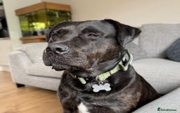 Mixed Breed dogs for sale: Max - Big softy needs a new home - Image 2