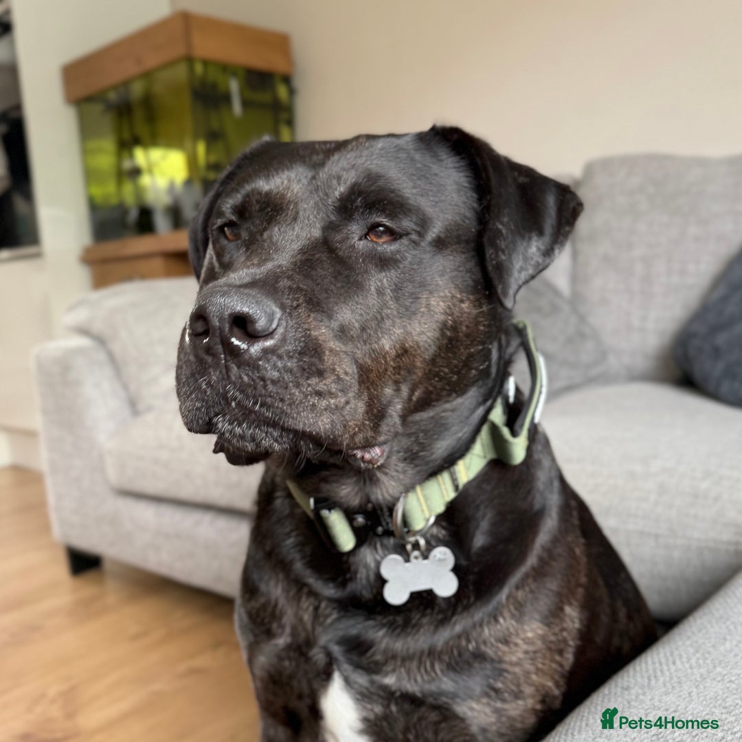 Mixed Breed dogs for sale: Max - Big softy needs a new home - Image 2