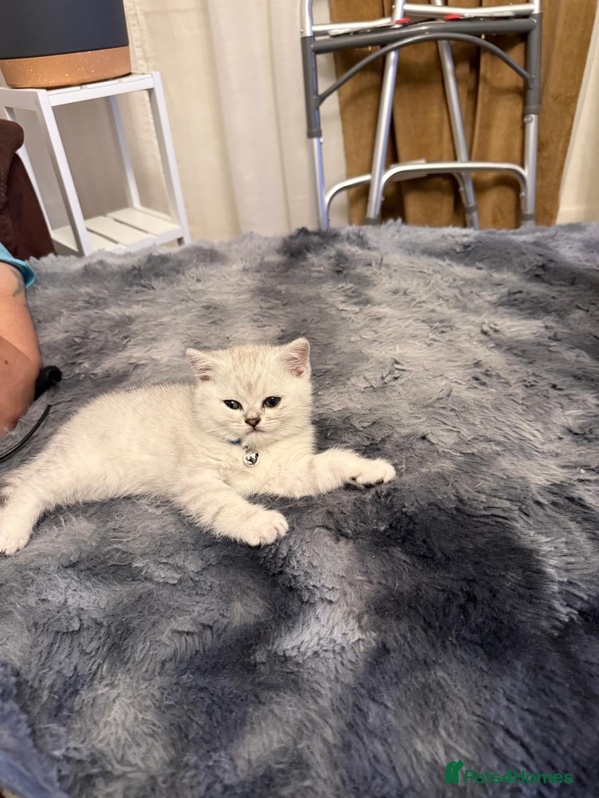 British Shorthair cats 1 boy left 💙, ready to leave 11th March  - Advert 1