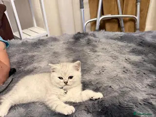 British Shorthair cats 1 boy left 💙, ready to leave 11th March - Advert 3