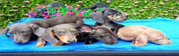 Dachshund dogs for sale: FULLY VAX READY NOW QUAILTY MINI KC Reg PRA CLEAR  - Advert 3