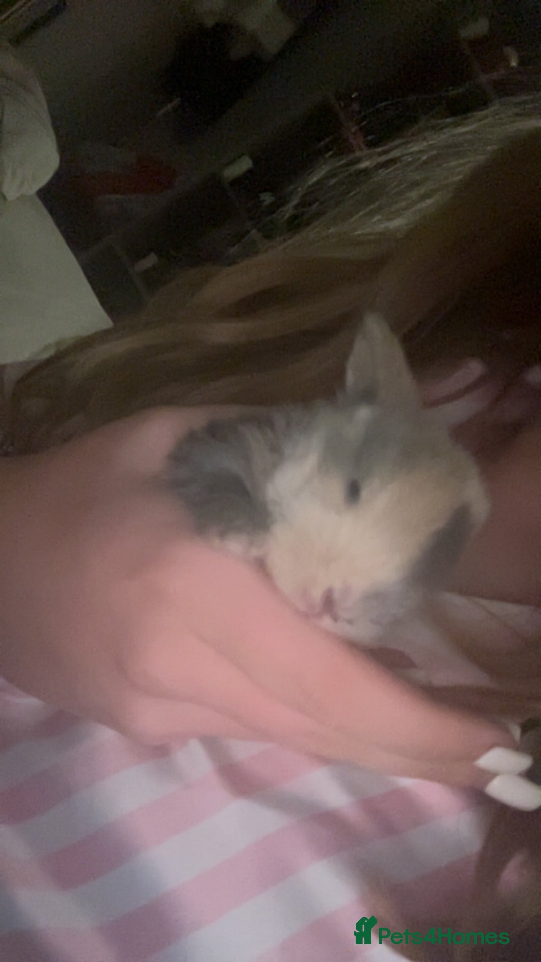 Mini Lop rabbits for sale: Gorgeous mini lip bunnies ready to go on 9thjan - Advert 5