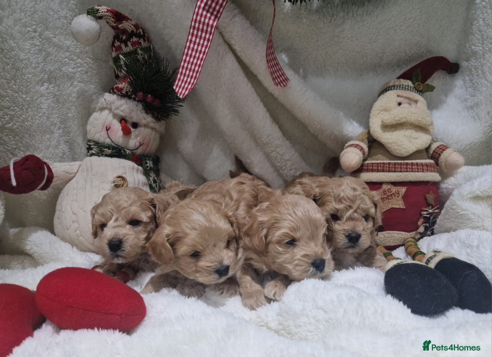 Poochon dogs Health tested parents  - Advert 1