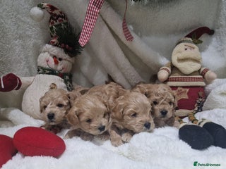 Poochon dogs Health tested parents - Advert 2