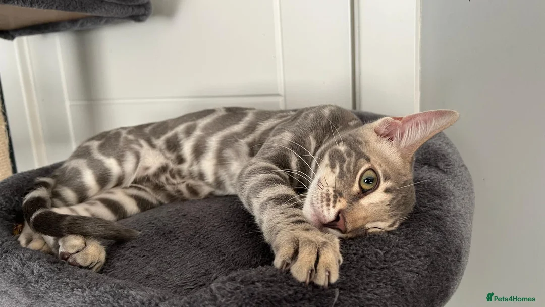 Bengal cats for sale: Blue rossetted boy bengal - Advert 4