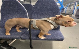 American Bully dogs for stud: Lilac tri pocket bully  - Image 1