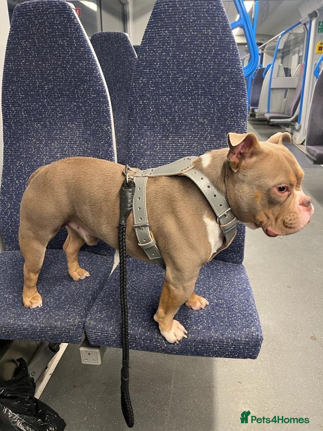 American Bully dogs for stud: Lilac tri pocket bully  - Image 1