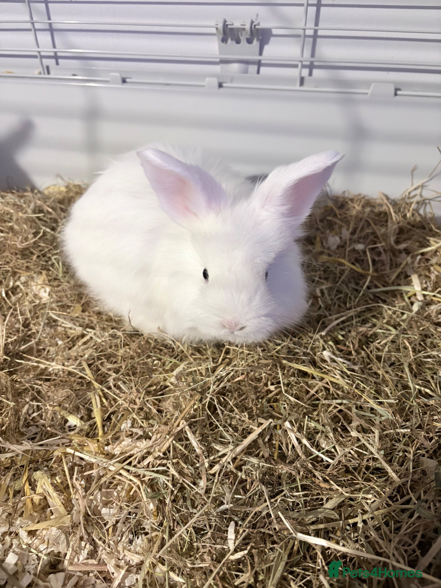 Lionhead rabbits 3 female Lionhead baby bunnies  - Advert 1