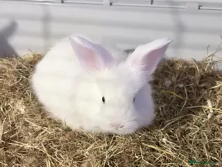 Lionhead rabbits 3 female Lionhead baby bunnies - Advert 9