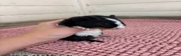 Guinea Pig rodents for sale: Baby Guinea Pigs  - Advert 16