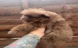 Pomeranian dogs for sale: Teddy bear amazing puppy 🥰 - Image 8