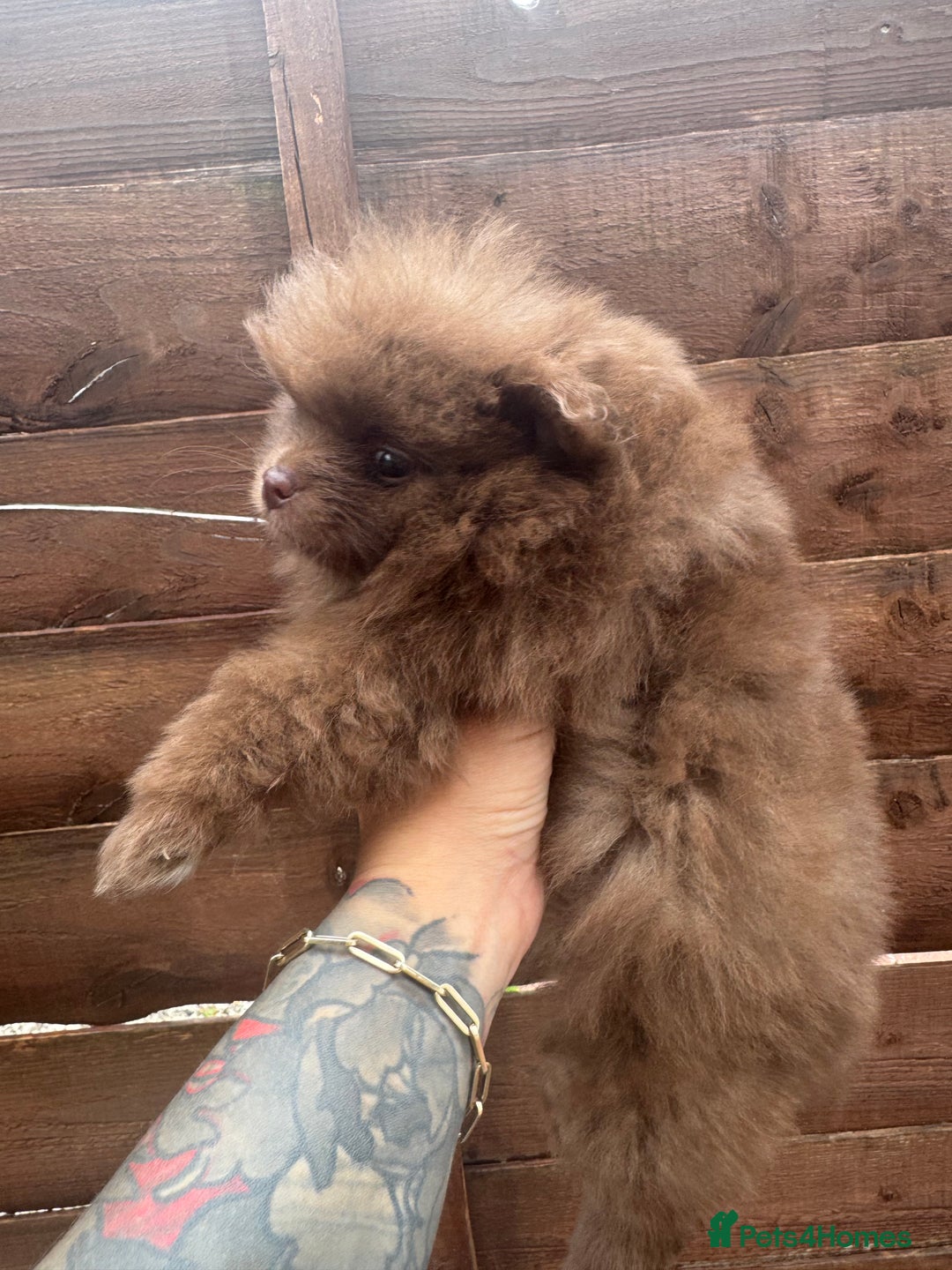 Pomeranian dogs for sale: Teddy bear amazing puppy 🥰 - Image 8