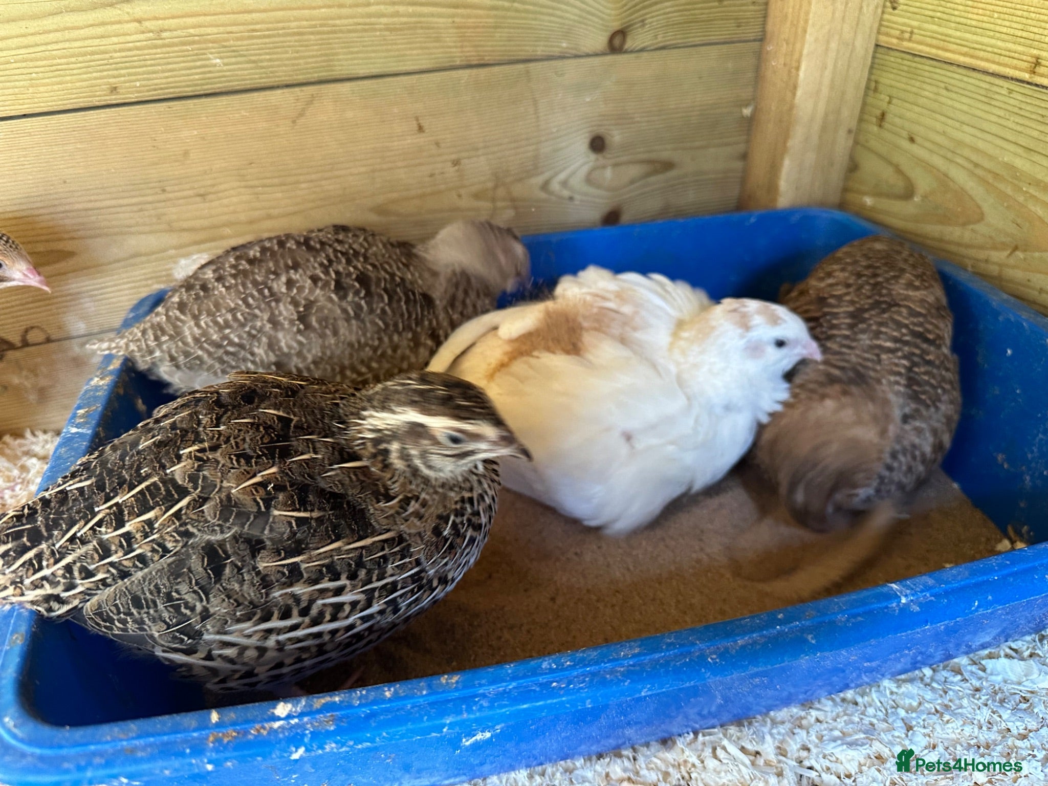 Quail poultry Different colours Coturnix Quail  - Advert 7