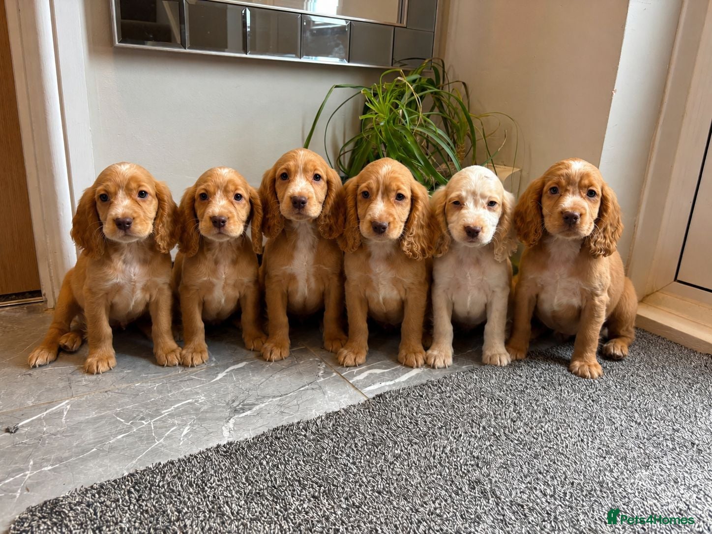 Cocker Spaniel dogs Cocker spaniels ready now  - Advert 8