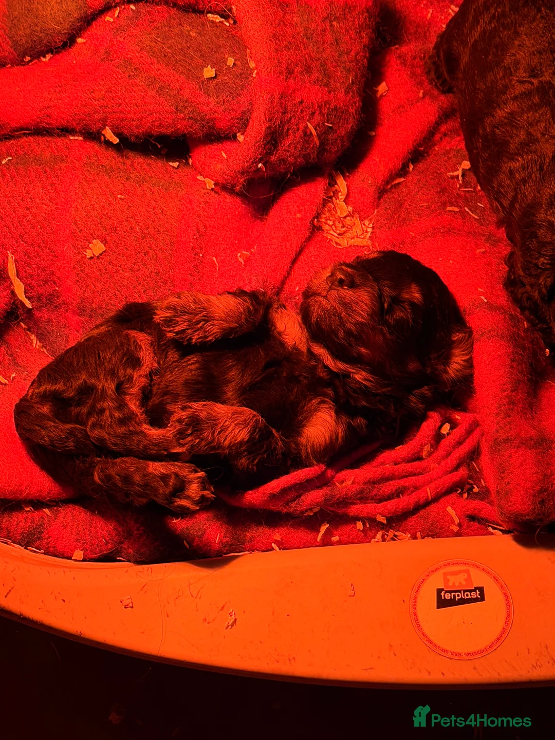 Cockapoo dogs for sale: F1 puppies cockatoo - Advert 12