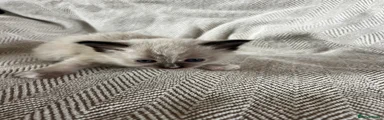 Maine Coon 6