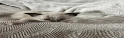 Ragdoll cats for sale: Beautiful main coon x ragdoll kittens  in Daventry - Advert 13