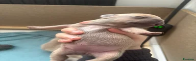 French Bulldog Puppy 3