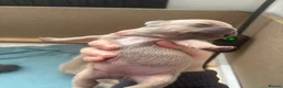 French Bulldog dogs for sale: 5⭐️French bulldog puppies - Advert 5