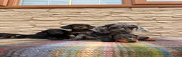Doxiepoo dogs for sale: Beautiful doxiepoos (council licensed breeder) - Advert 11
