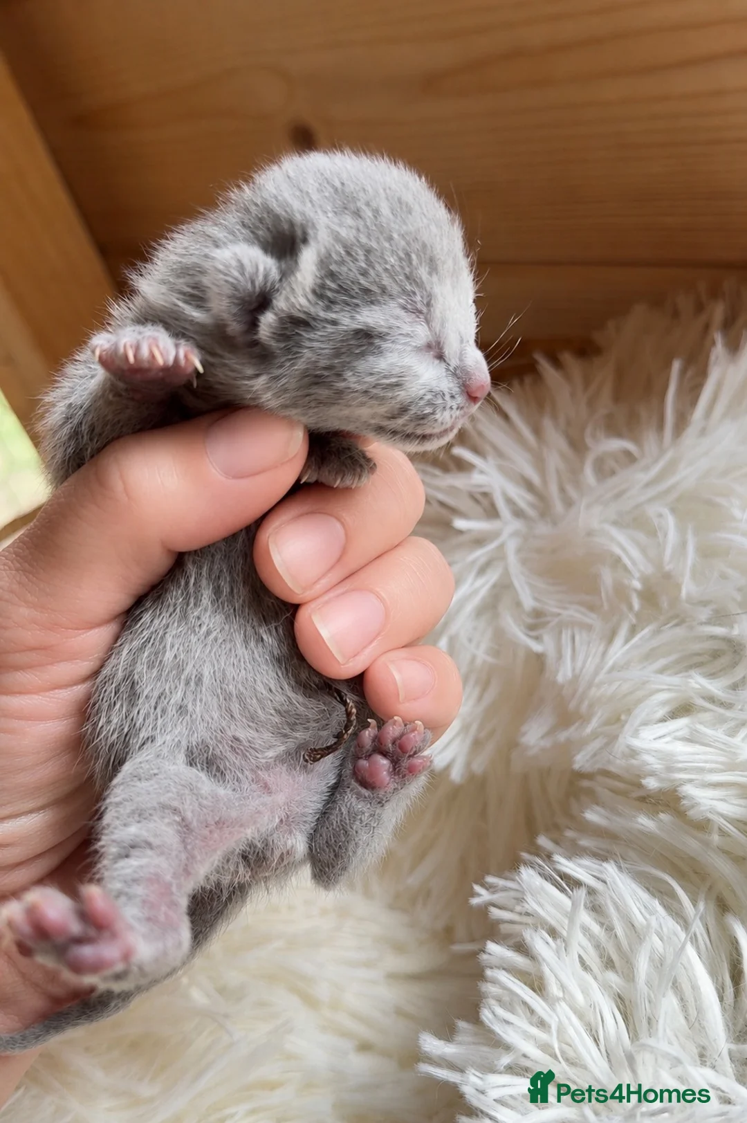Russian Blue cats for sale: *TOP* Quality Genetically Tested Russian Blues - Advert 1
