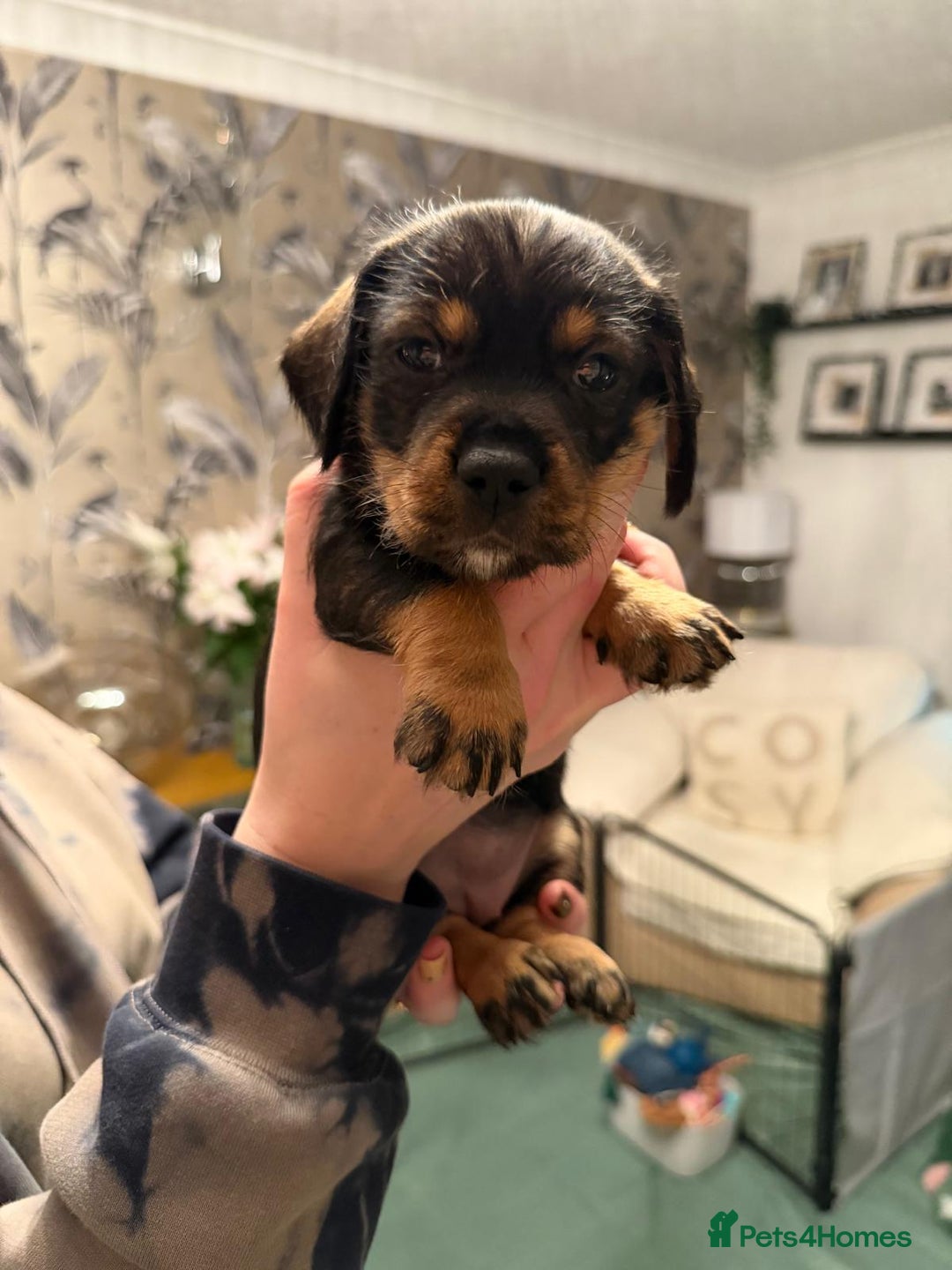 Dachshund dogs for sale: Tekel (wire haired dachshund) READY TO GO NOW - Advert 35
