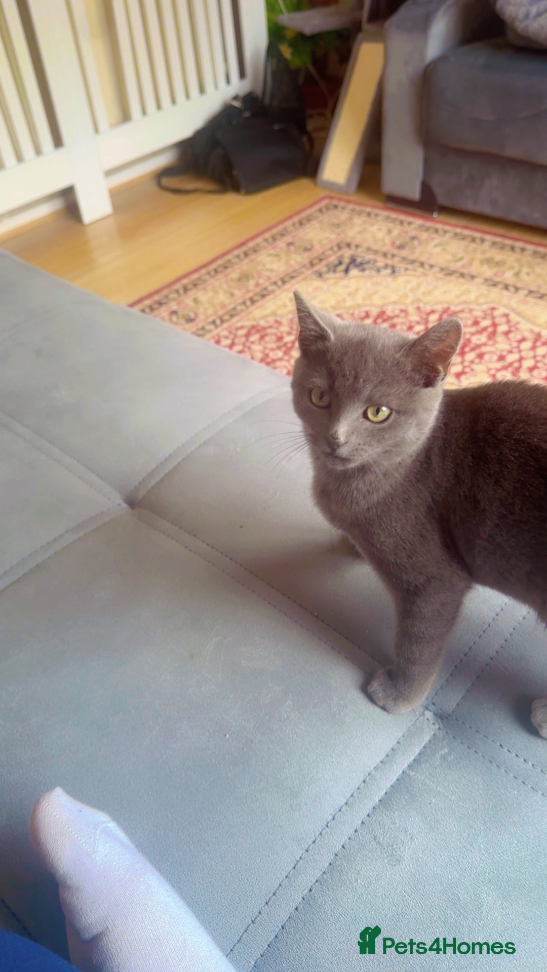 British Shorthair cats for sale: Male BritishShort Hair  - Image 4