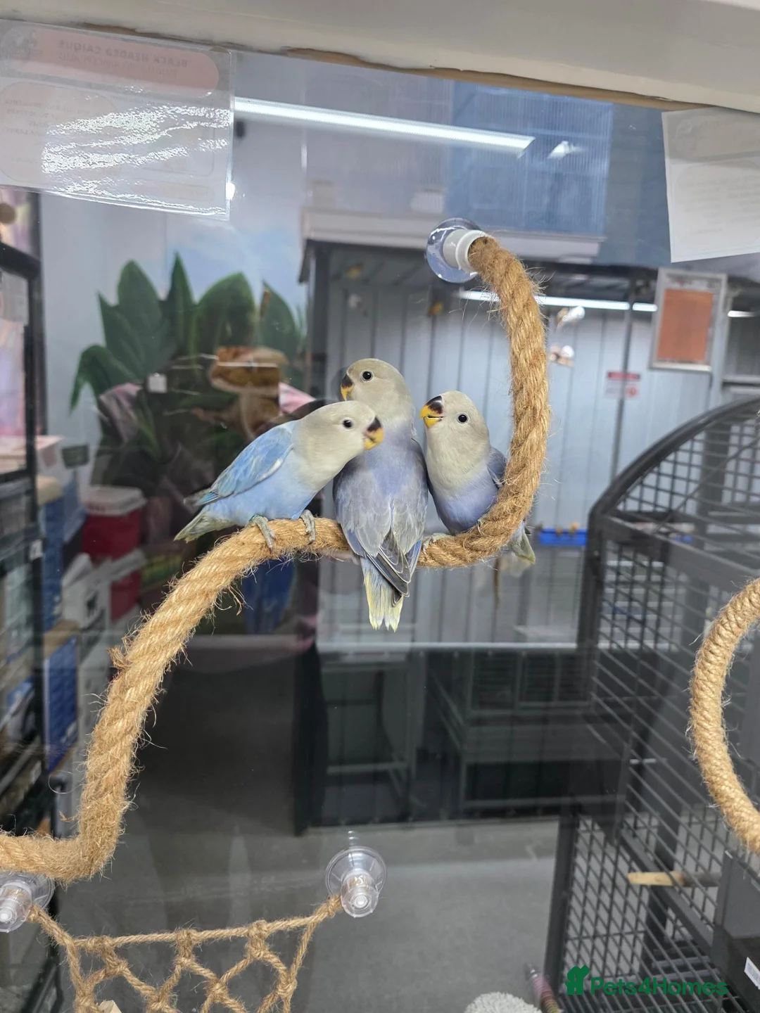 Lovebirds birds for sale: Peach faced blue lovebird in Pontefract - Advert 1