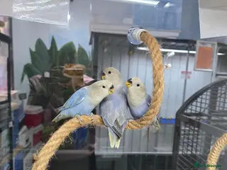 Lovebirds birds Peach faced blue lovebird - Advert 1