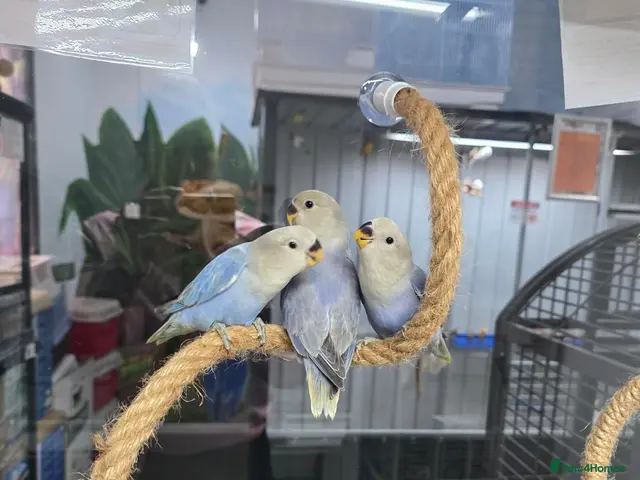 Lovebirds birds Peach faced blue lovebird - Advert 1