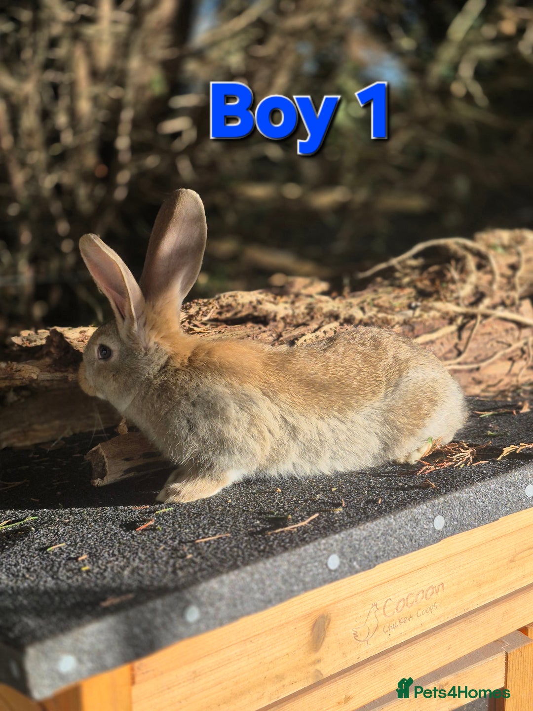 Continental Giant rabbits for sale: Pure Continental Giant Vaccinated  - Advert 15