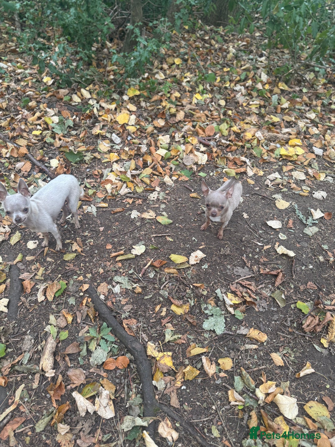 Chihuahua dogs for sale: Lilac  **  chihuahuas  - Advert 9