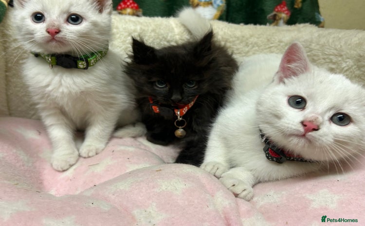 British Shorthair cats Beautiful Blue Eyed White Kittens - Advert 1