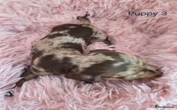 Miniature Dachshund dogs for sale: Stunning miniature dachshund puppies - Image 8