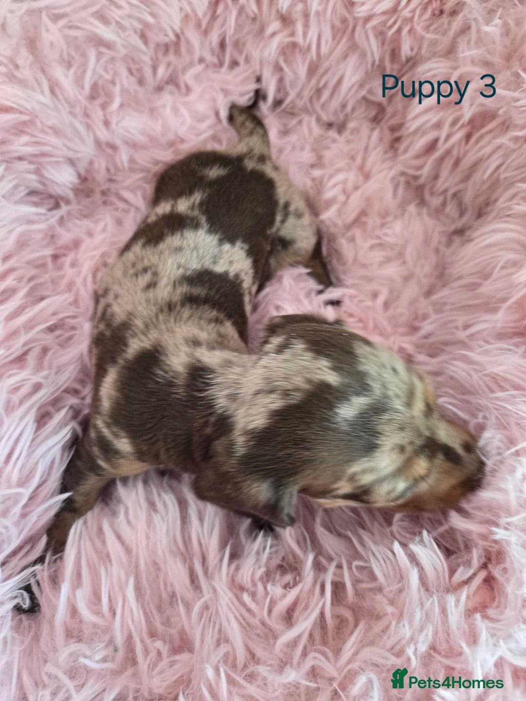 Miniature Dachshund dogs for sale: Stunning miniature dachshund puppies - Image 8