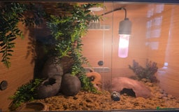 Leopard Gecko reptiles for sale: Leopard gecko for a good home - Image 4