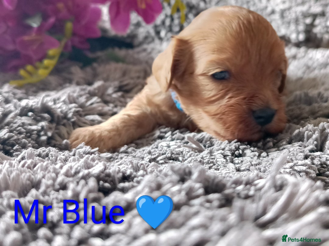 Cavapoo dogs for sale: Beautiful F1 cavapoo puppies  - Image 16
