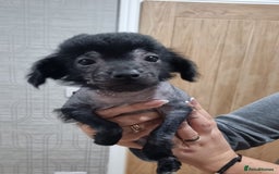 Mexican Hairless dogs for sale: Mexican hairless mini puppies for sale  - Advert 6
